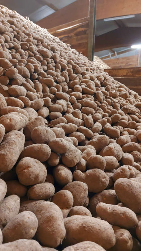 hofboeregr Kartoffeln