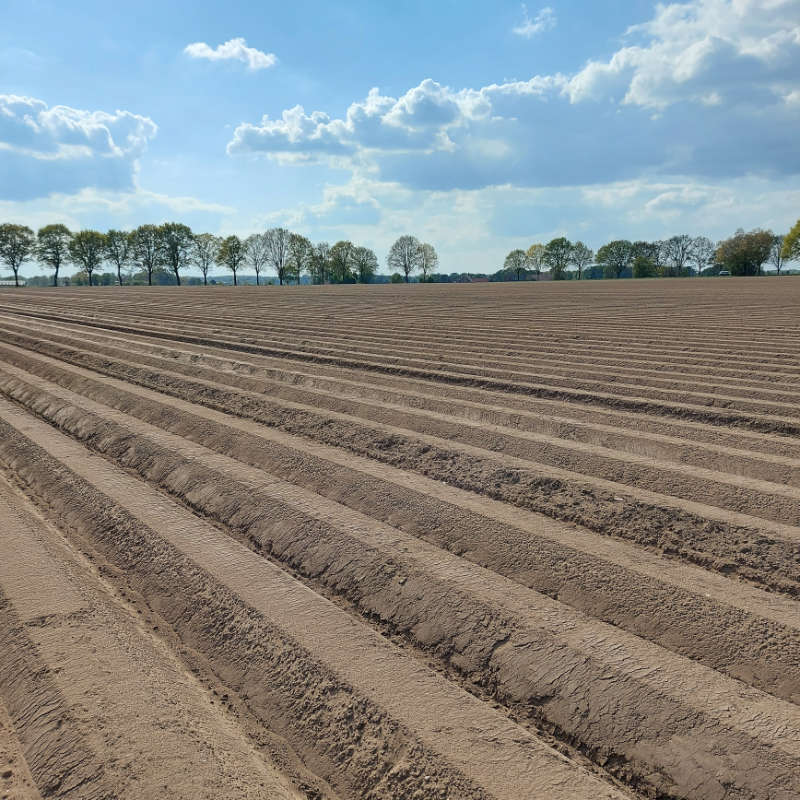 hofboeregr Kartoffeln