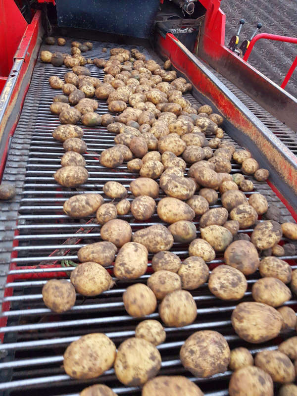 hofboerger kartoffeln